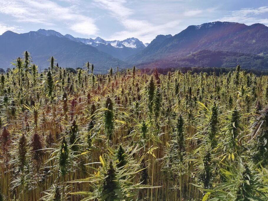  Natürliches CBD stammt aus großen Hanfplantagen, während synthetisches CBD im Labor aus anderen Verbindungen synthetisiert wird
