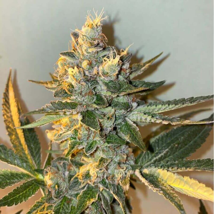 Biscotti 2.0 von The Plug Seedbank produziert eine dichte Schicht aromatischer Trichome
