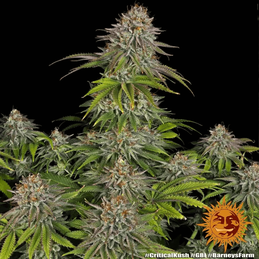 Seit Jahren ist Critical Kush von Barney's Farm eine der meistverkauften Genetiken bei Alchimia