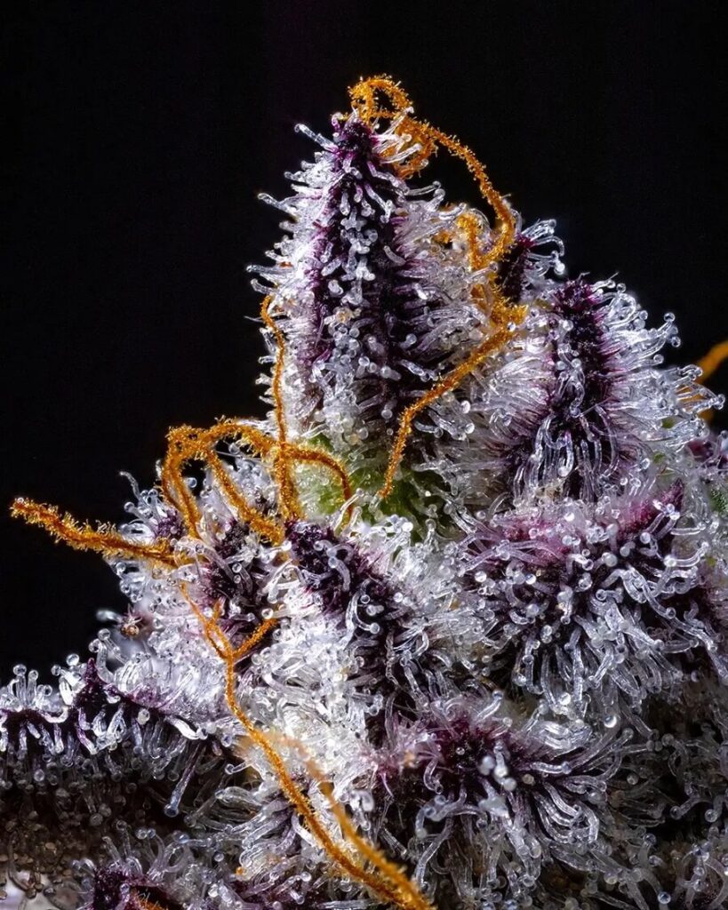 Die Produktion von Hollywood-Drüsentrichomen der Cookie Seed Bank ist wirklich beeindruckend