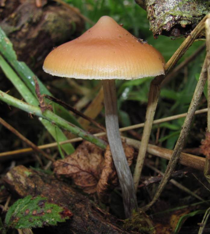  Psilocybe azurescens enthält nicht nur Psilocin und Psilocybin, sondern auch Baeocystin und ist damit viel wirksamer als der klassische Cubensis