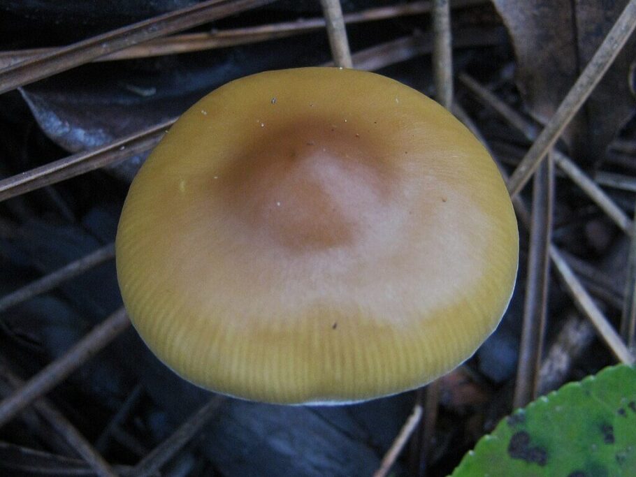  Der Hut des Psilocybe azurescens ist sehr charakteristisch und kontrastiert mit der weißen Farbe seines Fußes