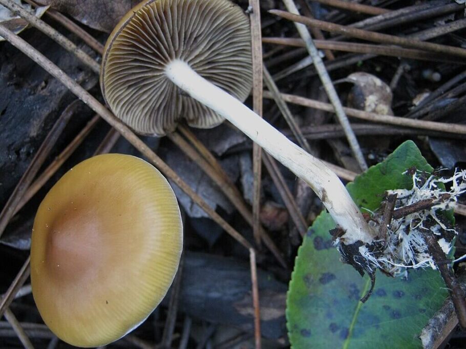  Psilocybe azurescens mag feuchtes Klima mit relativ niedrigen Temperaturen; Wälder sind ihr idealer Lebensraum