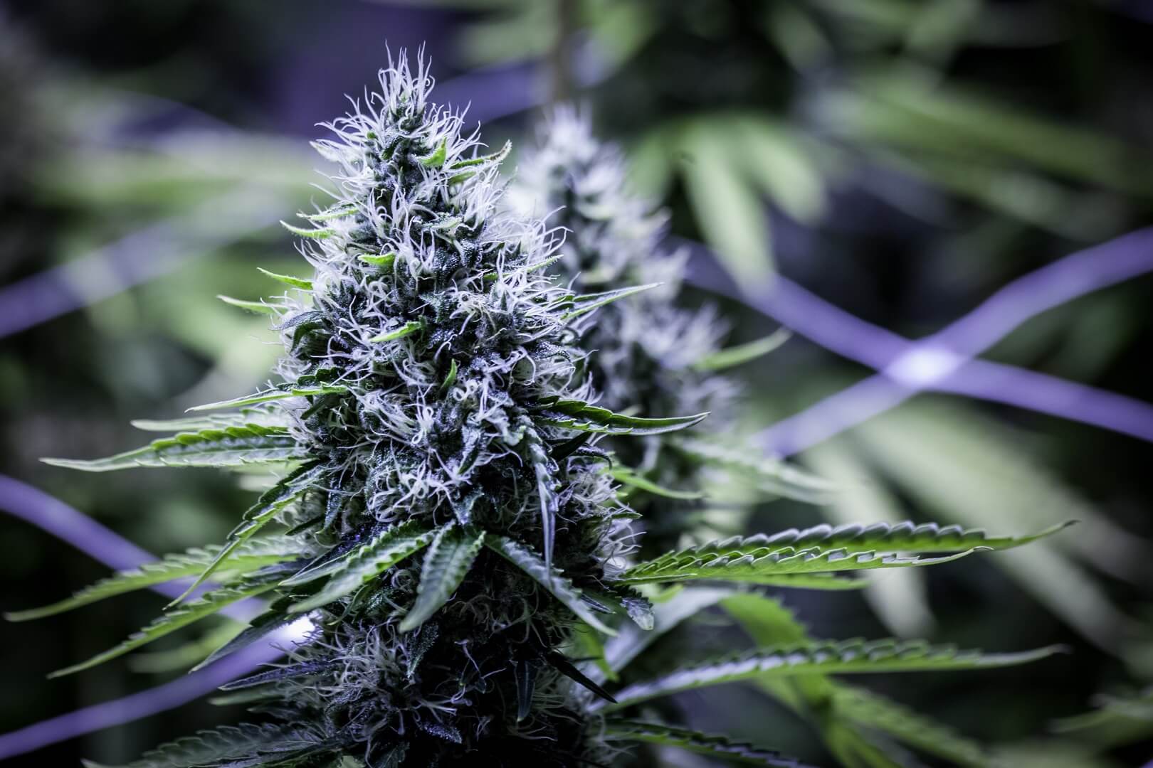 10 Gründe, warum Sie Ihr eigenes Marihuana anbauen sollten