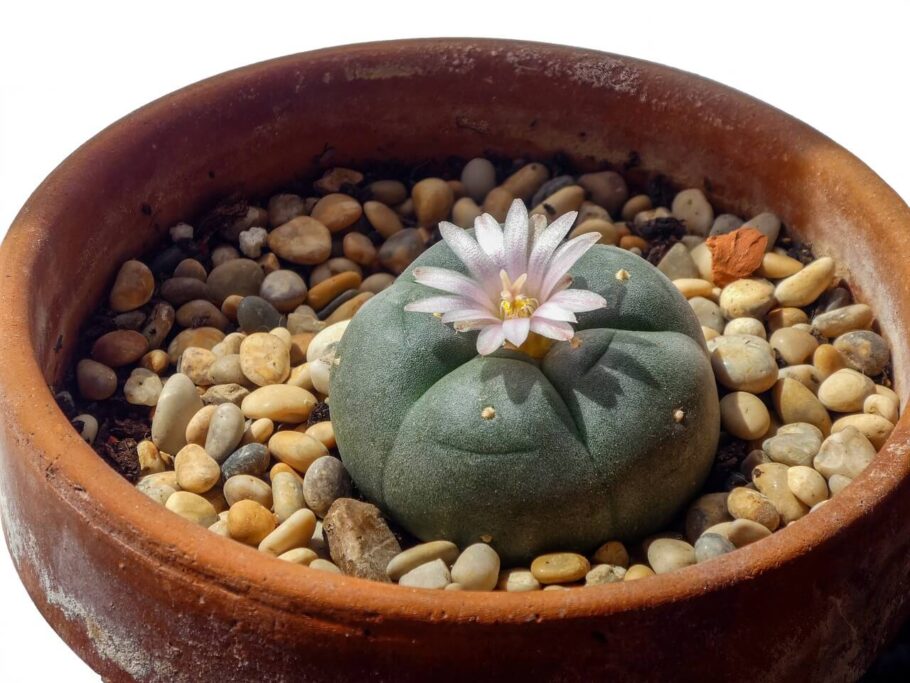 Meskalin wird auf natürliche Weise in Kakteen wie San Pedro oder Peyote produziert, die Sie im Bild sehen (Bild: Illuvis)