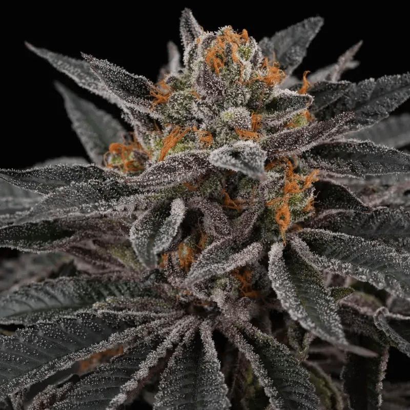 Cherry Crisp ist eine der neuen Sorten von Perfect Tree, eine Pflanze, die Sie mit ihrem komplexen und einzigartigen Geschmack überraschen wird