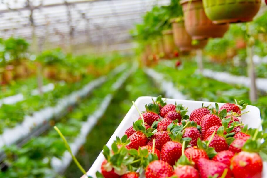  Den Anhängern dieser Technik zufolge gehören Erdbeeren zu den Pflanzen, die am besten auf Elektrokultur reagieren.