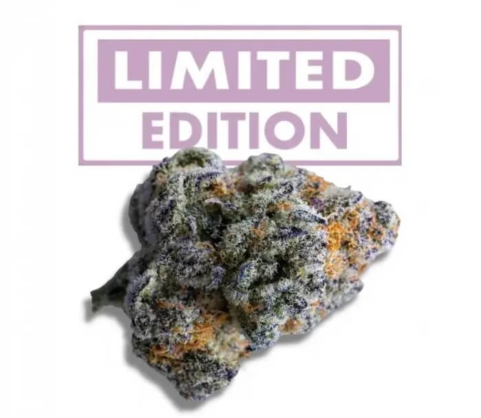 Platinum Mimosa Cookies Double XL Auto von Grower's Choice ist eine der ertragreichsten Autoflowers auf dem Markt