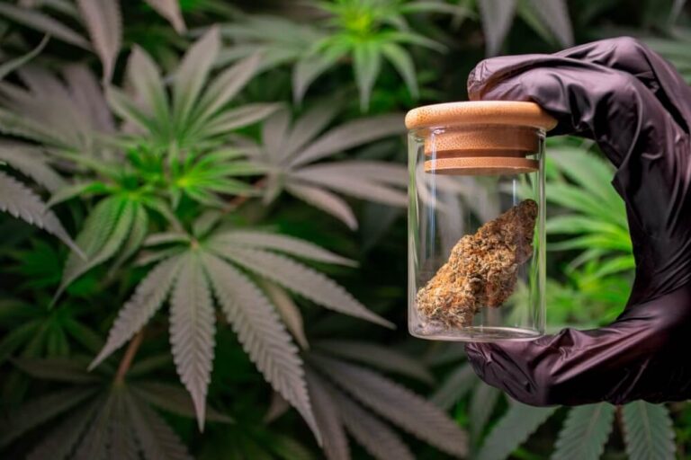Die stärksten Cannabissorten des Jahres 2024: eine Reise an die THC-Grenze