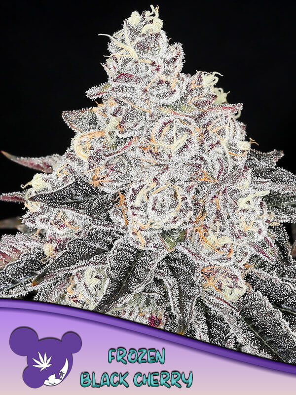 Frozen Black Cherry (Pacific Frost x Blackberry Moonrocks) ist einer der größten Hits von Anesia Seeds