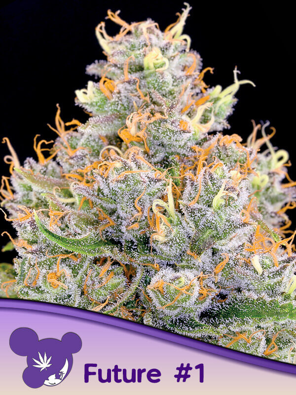 Future #1 von Anesia Seeds ist eine kraftvolle Kreuzung zwischen GG#4 und Starfighter F2