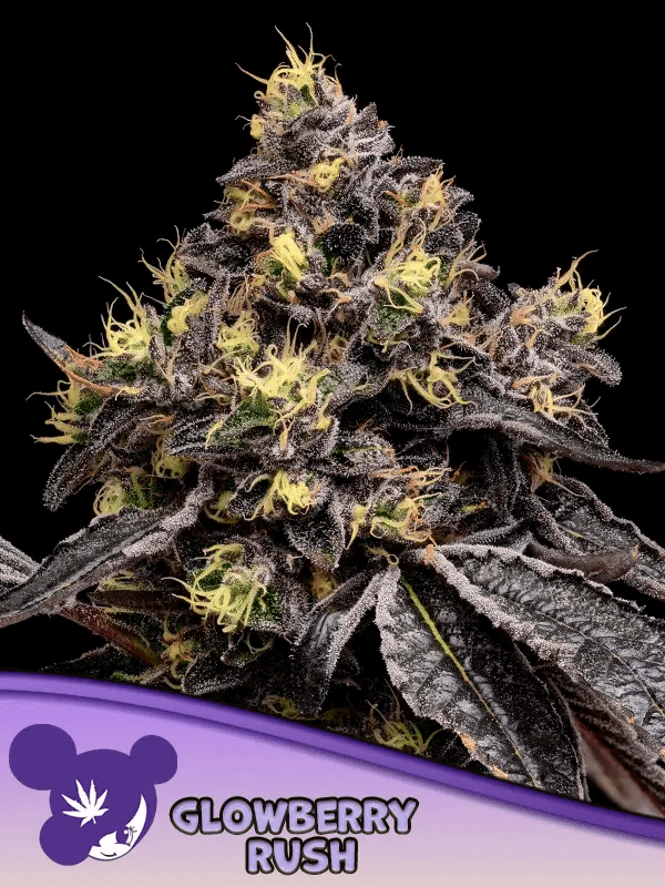 Glowberry Rush (Frozen Black Cherry x Blueberry Gumbo) ist eine von Tanjas Lieblingssorten von Anesia Seeds
