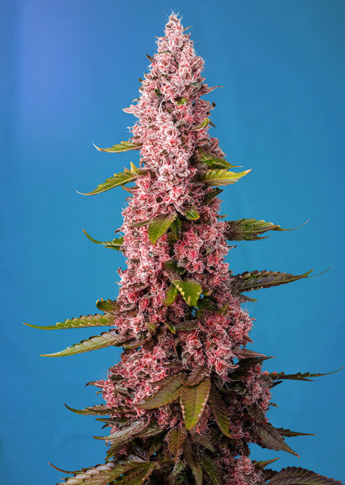 Der Ertrag von Red Hot Cookies von Sweet Seeds ist beeindruckend, mit langen Blütenständen und toller Optik