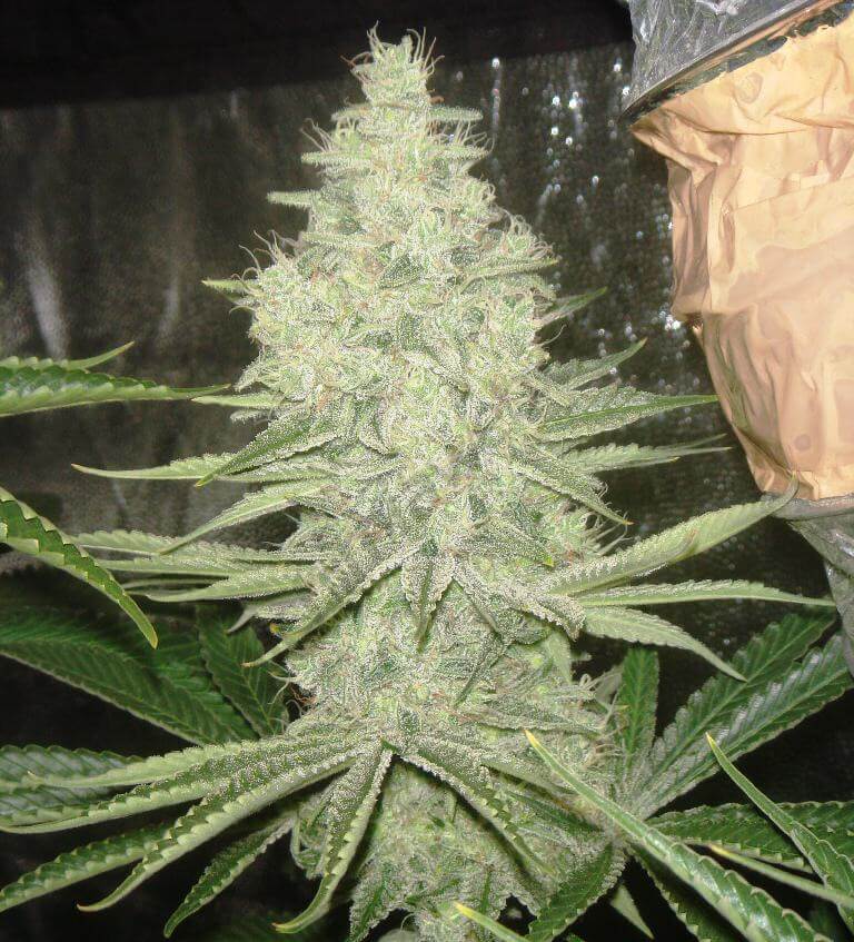 48 Tage Blütezeit von Bubble Kush