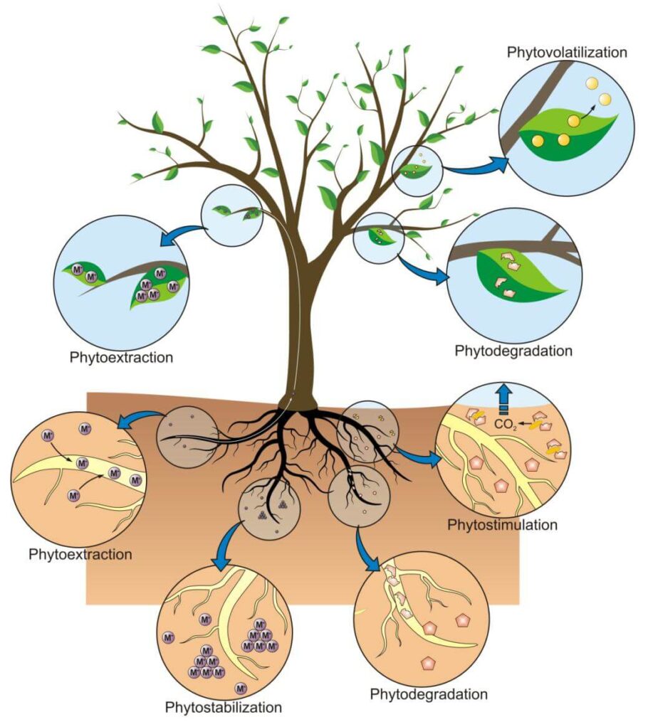 Verschiedene Formen der Phytoremediation