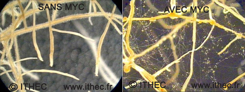 Symbiotisches nützliches mikrobielles Leben. Im Bild sehen Sie den Unterschied zwischen der Verwendung und der Nichtverwendung.