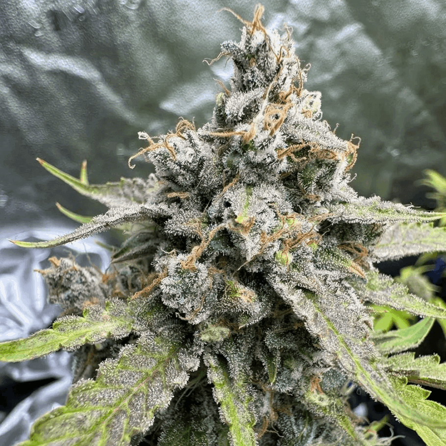 91 Berries Auto von Night Owl Seeds entwickelt erstaunliche, mit Harz bedeckte Knospen