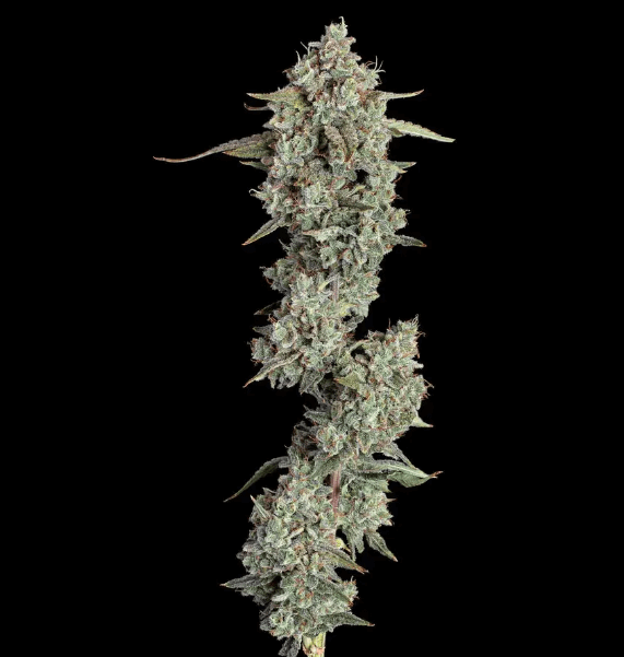 Eine fleischige Knospe von Pineapple Diesel Auto