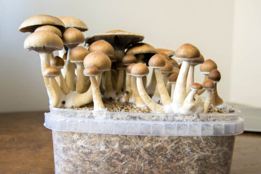 Zauberpilze im Set züchten
