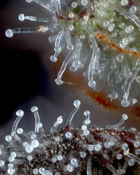 Nahaufnahme der Trichome einer Happy Valley-Sorte