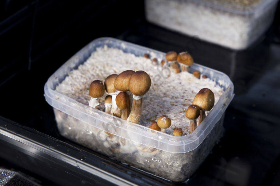  In wenigen Tagen tauchen die ersten Pilze auf