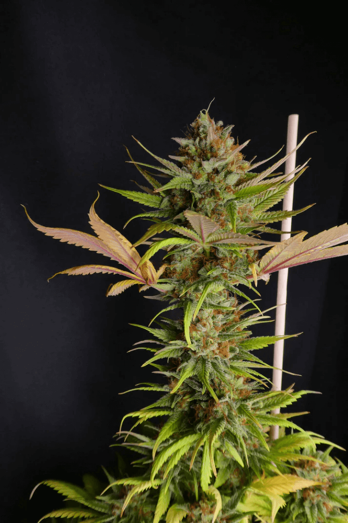 White Widow steht kurz vor der Ernte
