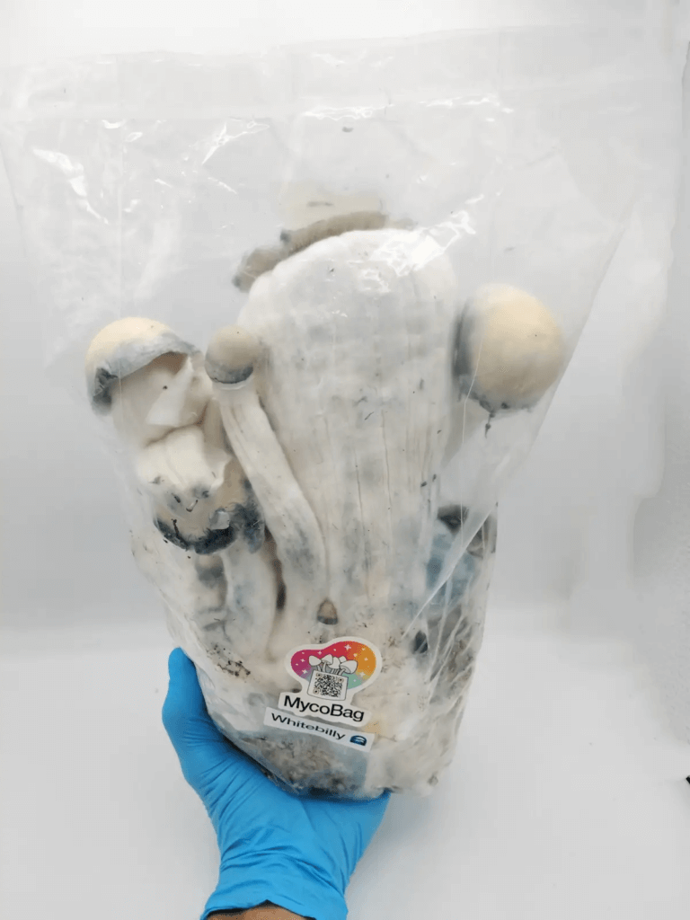 Whitebilly von Mycobag