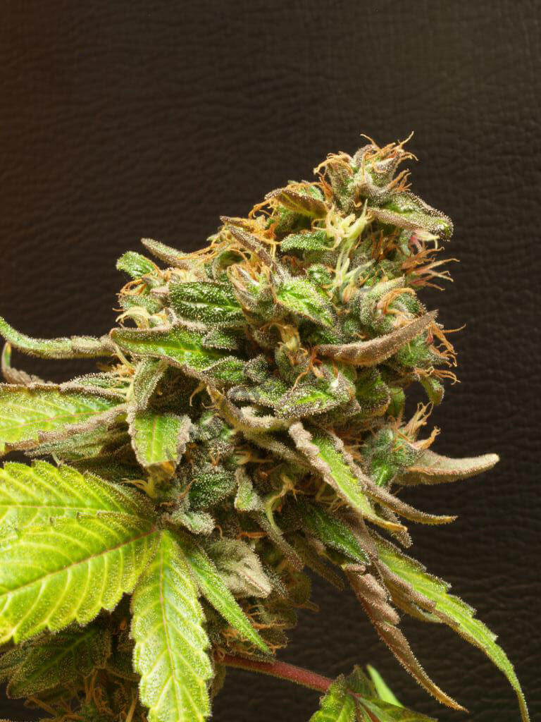  Cannabis enthält eine große Anzahl von Verbindungen