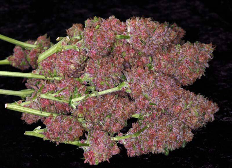 Lila Cannabis