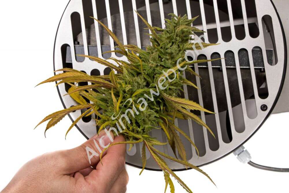 Die besten Maschinen zum Schälen von Marihuana