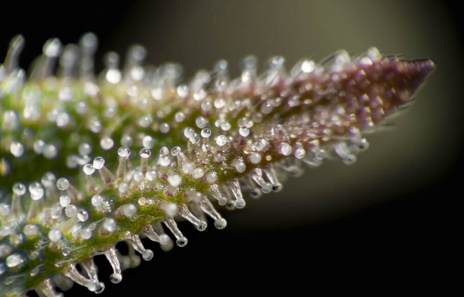  Einige dieser Trichome sind milchig, während andere noch durchsichtig sind. Am besten wartest du ein paar Tage, bevor du erntest.
