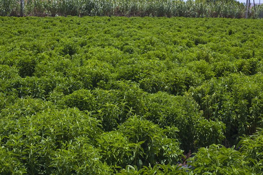 Field of Stevia