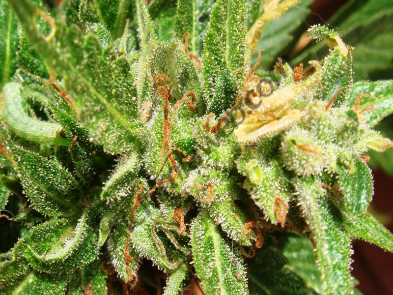 Bud bitten by a Caterpillar