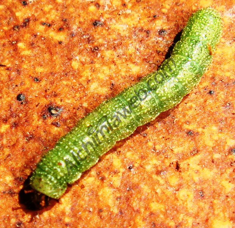Common caterpillar on cannabis plants
