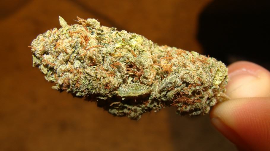 White Afghan bud