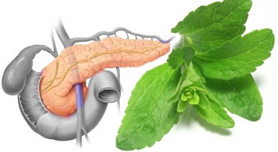 Stevia is used for stimulating the pancreas in the case of diabetes