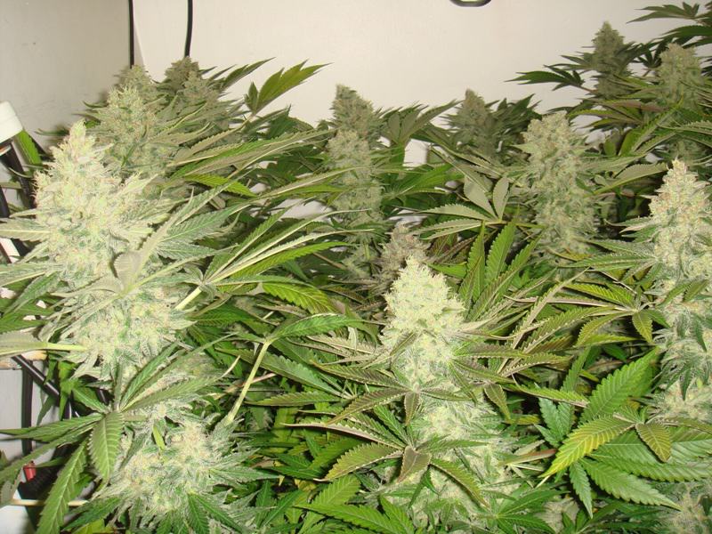 Growing Marijuana Hydroponically Indoors Using Water