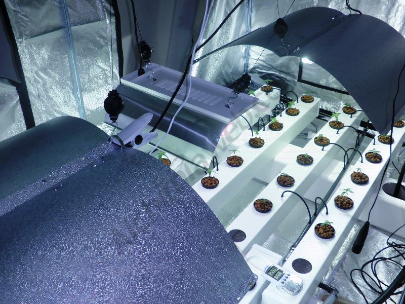 Marijuana growing in an aeroponics system