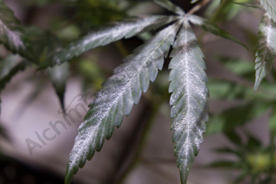 Powdery mildew is a common problem in many areas