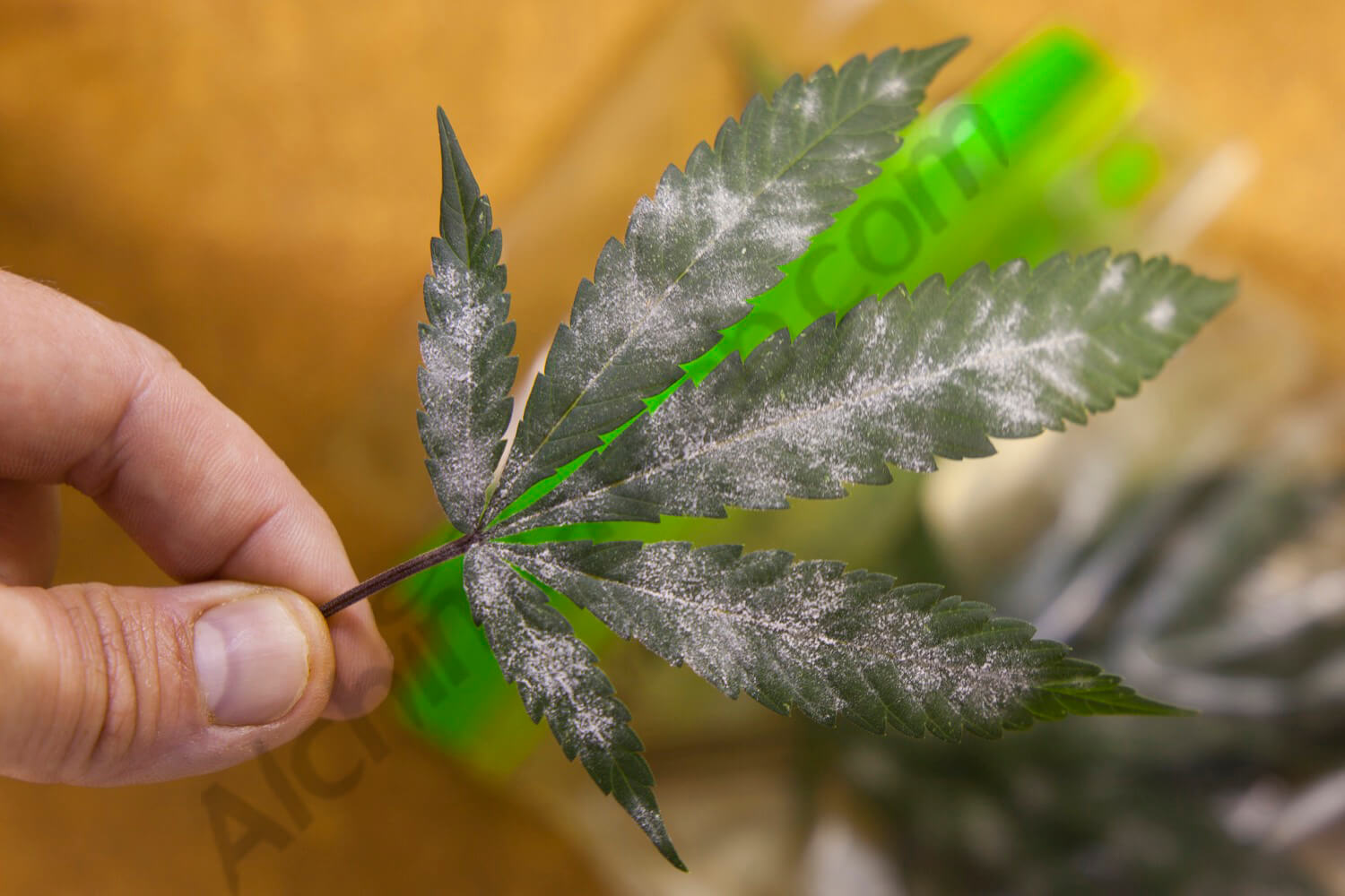 The characteristic white powder that forms powdery mildew