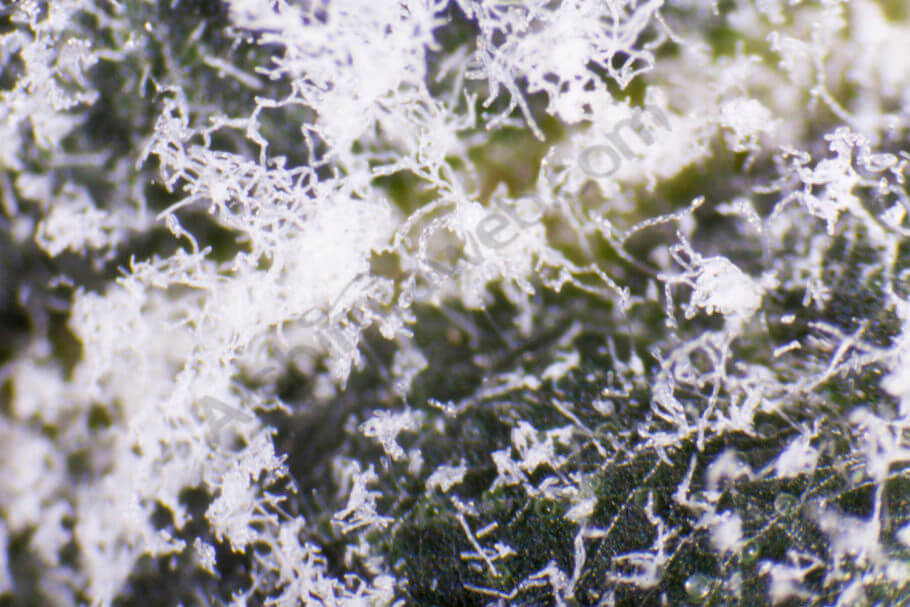 Close up image of a cannabis leaf infected by powdery mildew