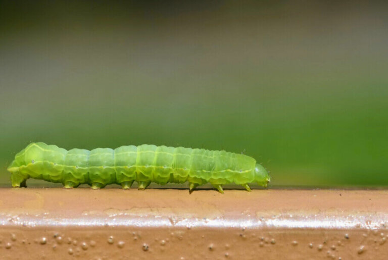 Caterpillars on Marijuana Plants