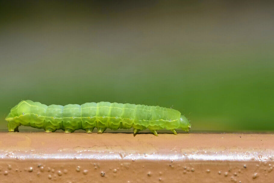  Caterpillars like this one are very common in outdoor cannabis crops (Image: montypeter)