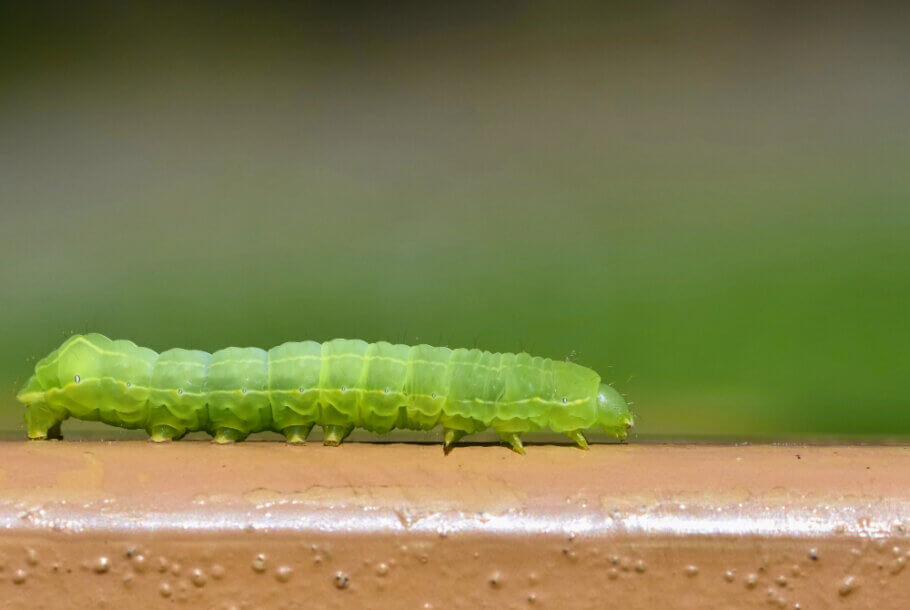 Caterpillars on Marijuana Plants