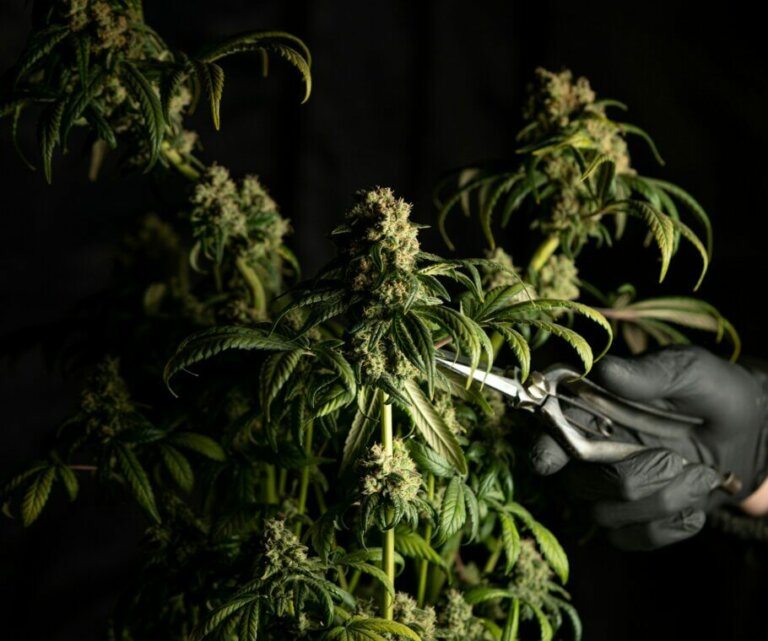 When to harvest marijuana plants?