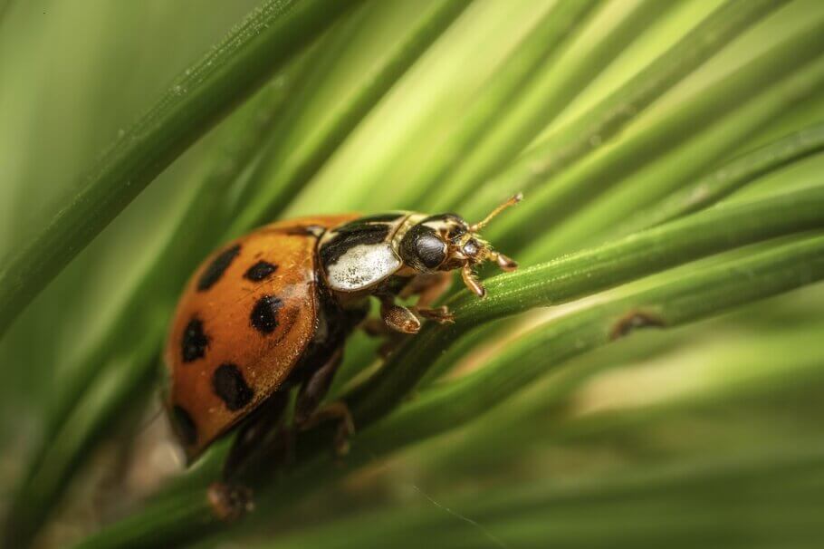 Ladybugs (Coccinellidae) are voracious enemies of the red spider