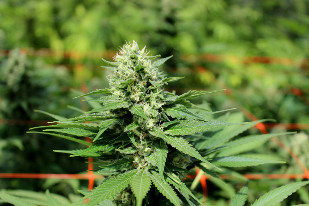  Be careful: relying on the color of the pistils to harvest can be misleading in many cases