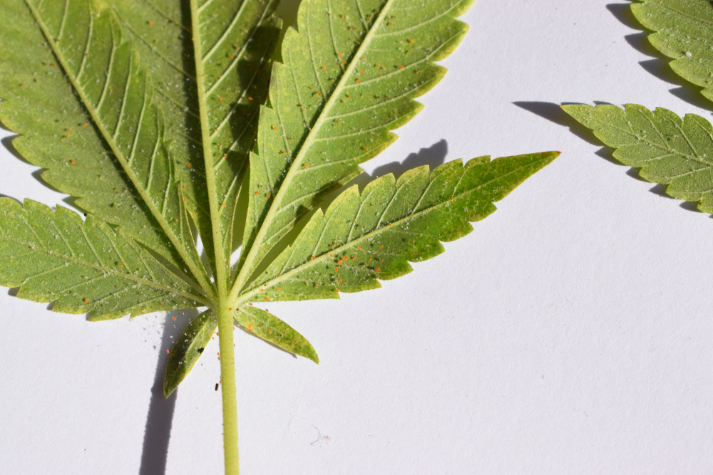 Red spiders live on the underside of leaves, leaving very characteristic marks on their surface