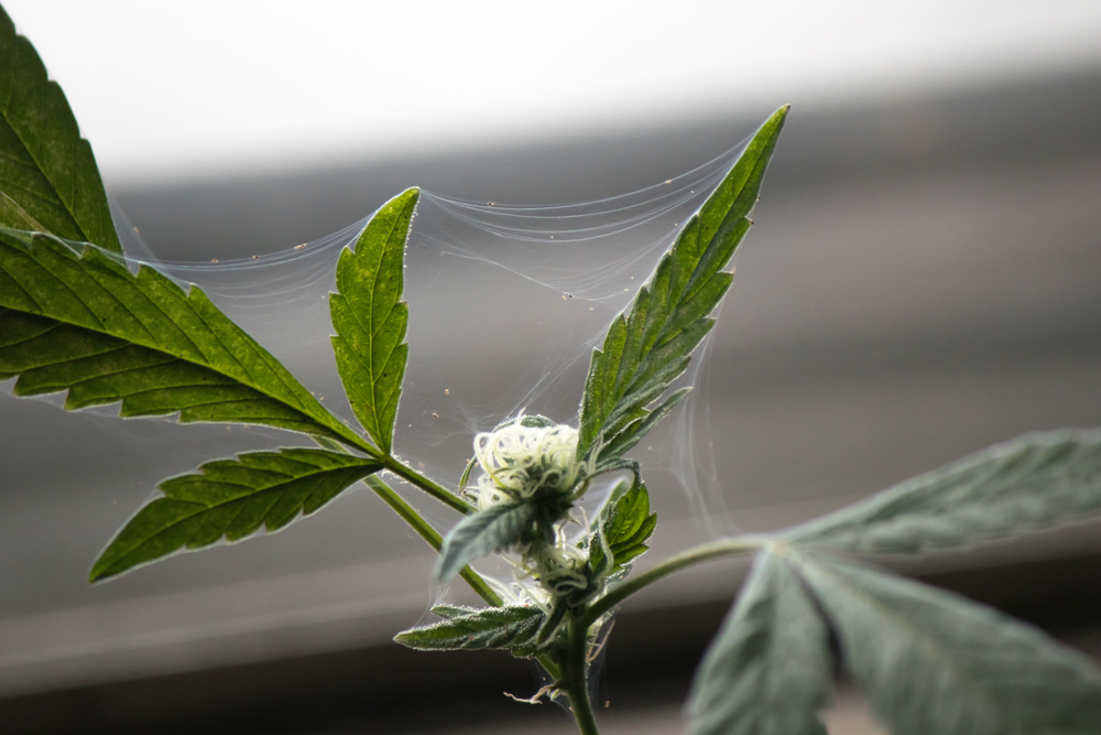 As the infestation progresses you will begin to find fine cobwebs on leaves and flowers.