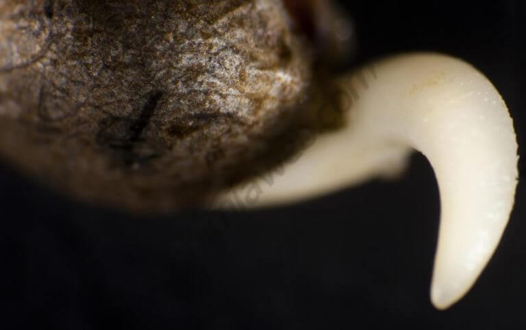 How to germinate cannabis seeds